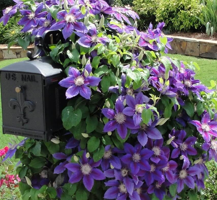 Clematis Vines for Vibrant Appeal
