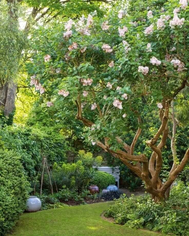 Stunning focal points with flowering trees